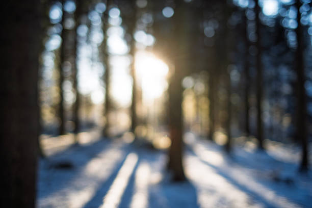 Blurry or defocused snow covered forest scene background. Wide angle view, shallow depth of field, warm sunset light in the background, no people, bokeh highlights