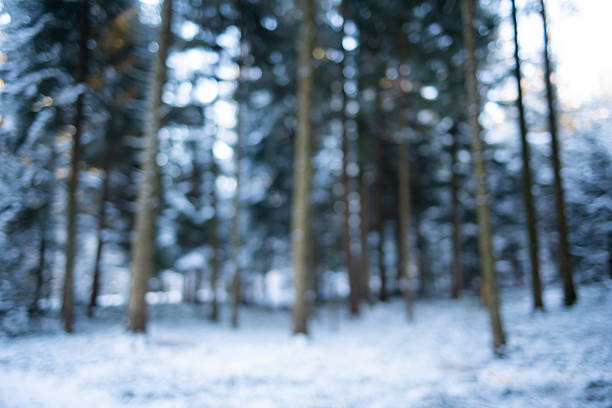Blurry or defocused snow covered forest scene background. Wide angle view, shallow depth of field, cold blue tones, no people, bokeh highlights