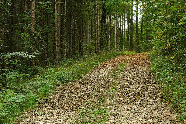 Summer hiking trail winding through lush green deciduous forest landscape.