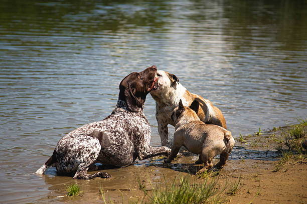 This picture was taken near a river. You can see three dogs enjoying a nice summer day with each other