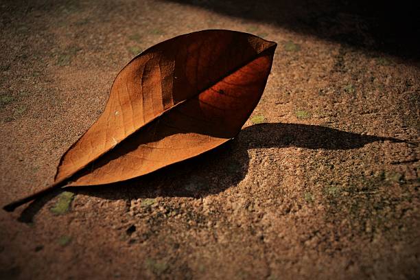 Single brown Rhododendron leaf and shadow on pink paving slab in sunshine