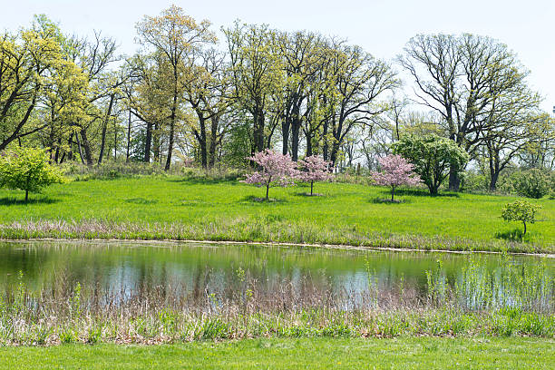 Trees along a Small Lake in Spring near Heiloo, Netherlands