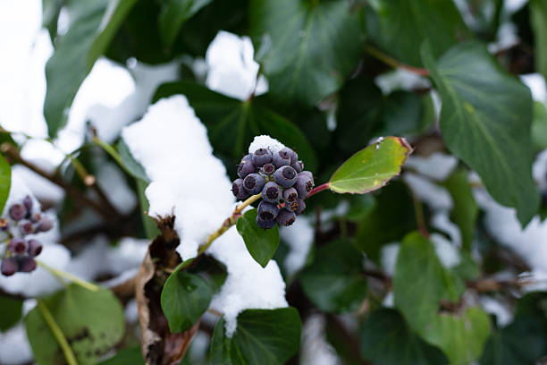 This picture was taken in a garden after a snowfall. You can see some beautiful purple berry covered in snow