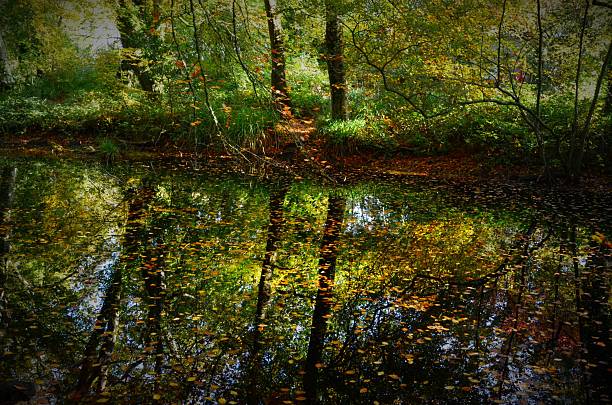 Beech woodland in Autumn reflected in pond with orange fallen leaves on the surface of the water