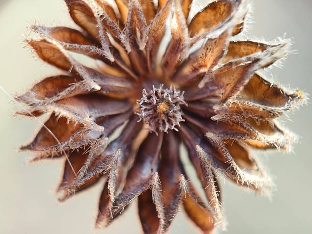 Dried seed pod, which appears to be from the velvetleaf plant (Abutilon theophrasti).
