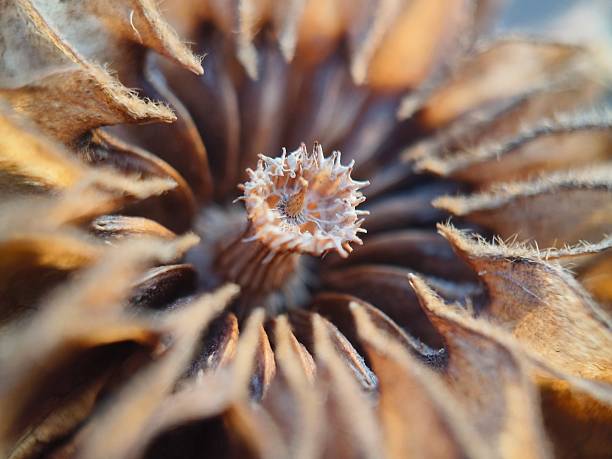 Dried seed capsules of a plant, most likely the Indian mallow (Abutilon indicum) or velvetleaf (Abutilon theophrasti).