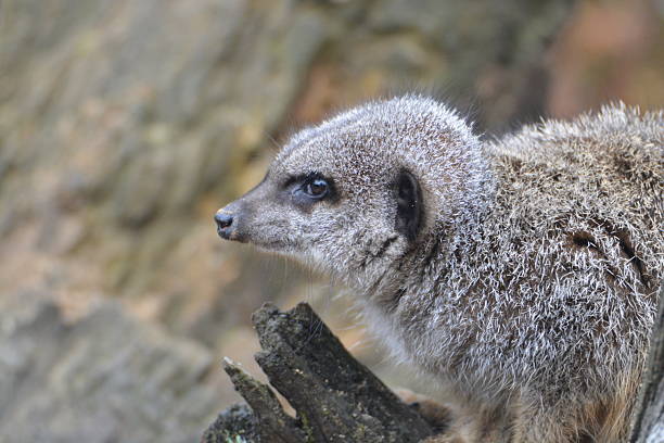 Portrait of a meerkat