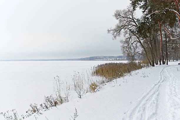 A snowy path runs along the shore of a frozen lake in winter. Bare trees and conifers border the right side, with some leaning over the path. Tall reeds peek through the snow near the shoreline. The distant shoreline is visible across the frozen expanse, under an overcast sky. The scene is serene and encased in a blanket of white, highlighting the tranquility of the winter landscape.
