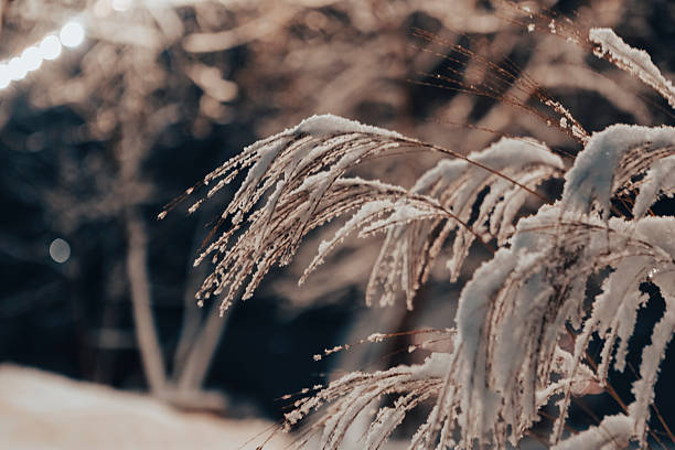 Reed beds, covered in a thick layer of frost and snow, on a quiet winter night. The frozen stems stand out against the dark sky, creating a mysterious and serene atmosphere in the cold, snow-covered landscape.