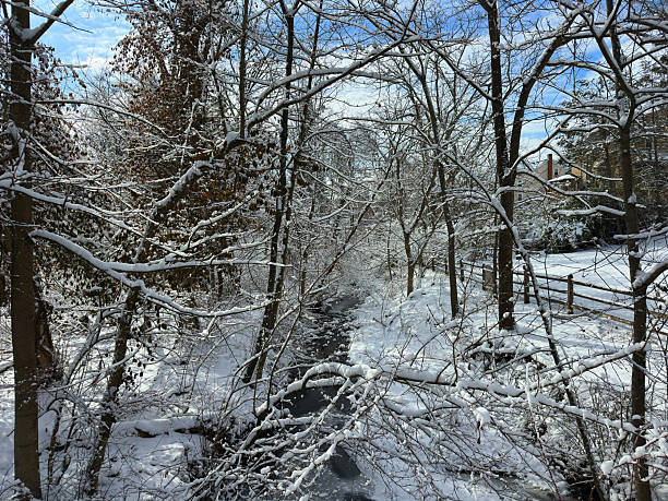 Winter Forest Scene with Snow Covered Trees Surrounding a Stream