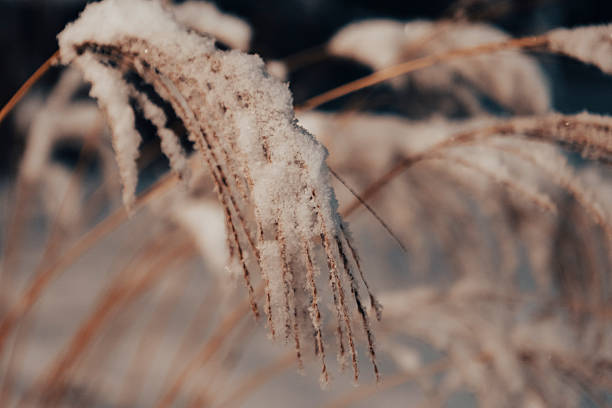 Reed beds, covered in a thick layer of frost and snow, on a quiet winter night. The frozen stems stand out against the dark sky, creating a mysterious and serene atmosphere in the cold, snow-covered landscape.