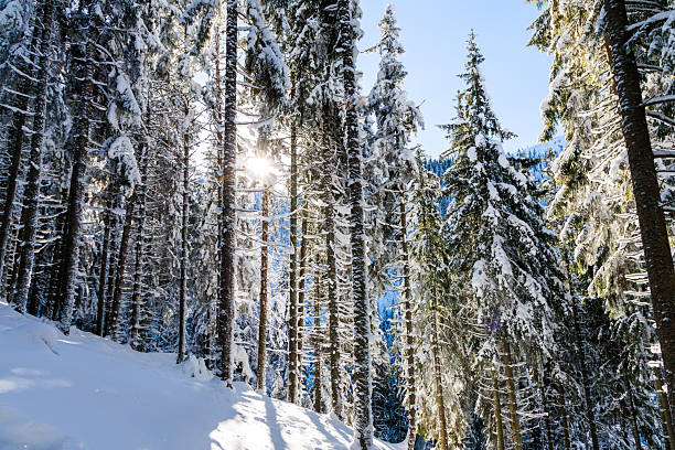 Front view of a glade full of snowy fir trees in a sunny day.