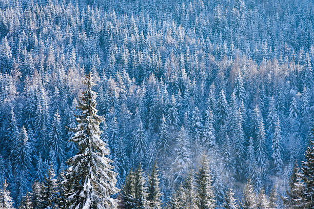 Top view of snow-covered fir trees. Spectacular winter landscape. Full screen wallpaper.