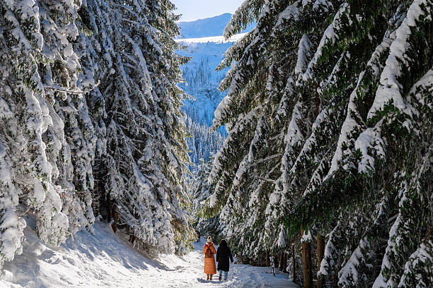 Borsa, Romania - 16.01.2026: Two friends take a walk in the heart of the forest. The scenery is splendid, tall fir trees covered with snow in the sunlight.