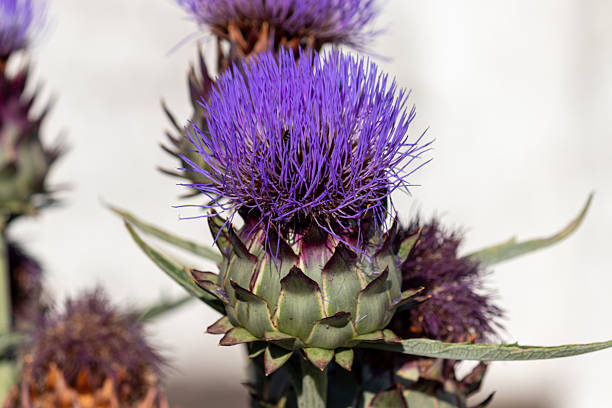 Photograph of a vibrant artichoke flower blooming in natural light, showcasing its unique structure, vivid purple tones and botanical details.