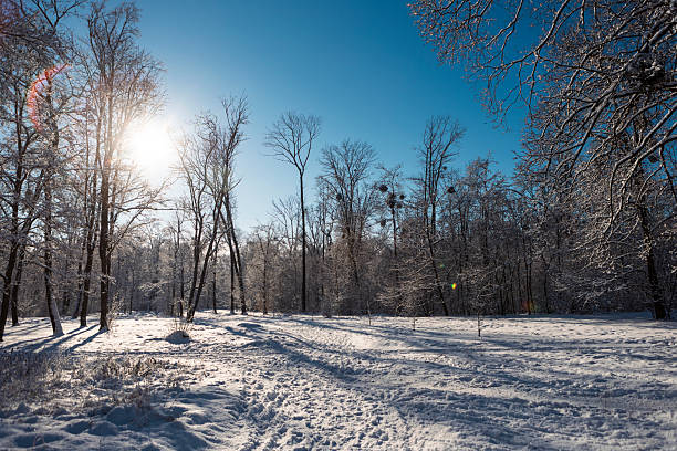 Experience the serene beauty of winter as a well-trodden path leads deeper into a snow-laden forest. Bathed in brilliant sunshine on a clear day, the scene evokes a sense of calm and natural wonder.