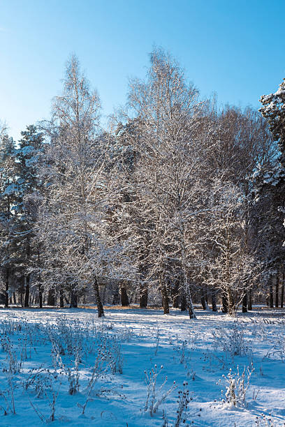 A beautiful forest park with elegant birch trees covered in fresh white snow on a clear sunny day. The bright blue sky and sparkling snow create a serene and picturesque winter landscape full of light and peace.