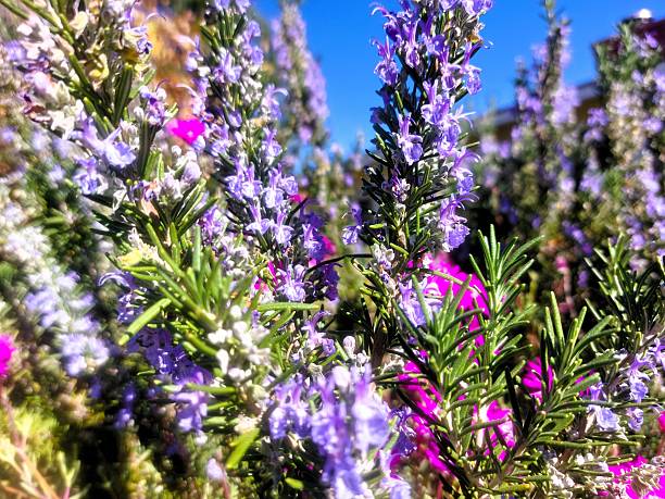 The first sunny day after the winter storms brings bright rosemary blooms.