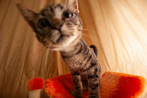 A tight close-up of a grey tabby cat, focusing on its facial features and striped fur patterns.