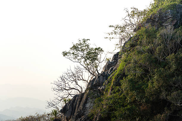 A tree is growth on top of mountain with day sky background.