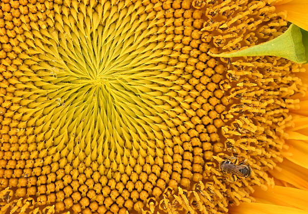 Sunflower Close up with Bee