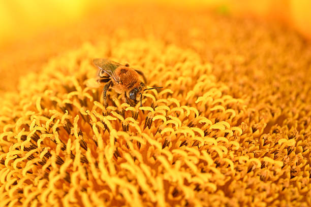 Sunflower Close up with Bee