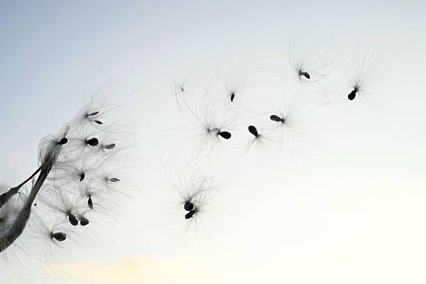 Seeds flying in the wind