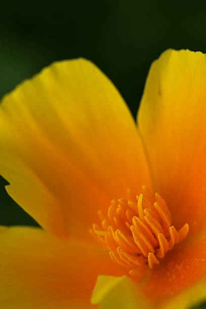 California golden poppies in full bloom against blue sky, shallow depth of field