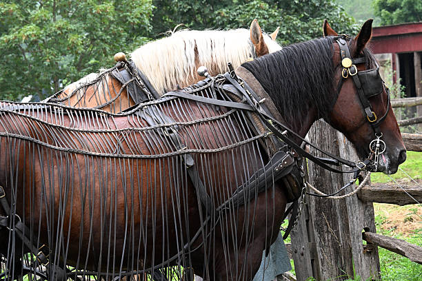 A detailed eye-level shot of a dark brown work horse harnessed to a traditional wooden cart on a snowy village road. The horse is draped in a beautiful, heavy woven wool blanket featuring colorful floral and geometric patterns, designed to keep the animal warm in the cold mountain air. The cart is loaded with heavy timber logs, illustrating traditional logging practices. Set against a backdrop of snow-covered fences and frost-laden trees, this image captures the authentic, rugged lifestyle of rural heritage communities.