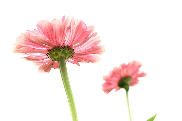 Zinnias against a White Sky.