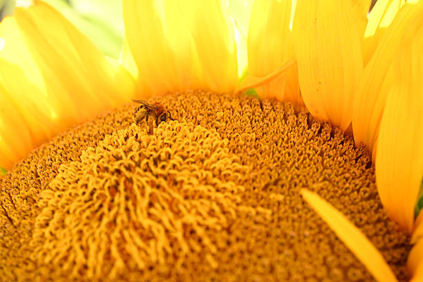 Sunflower Close up with Bee
