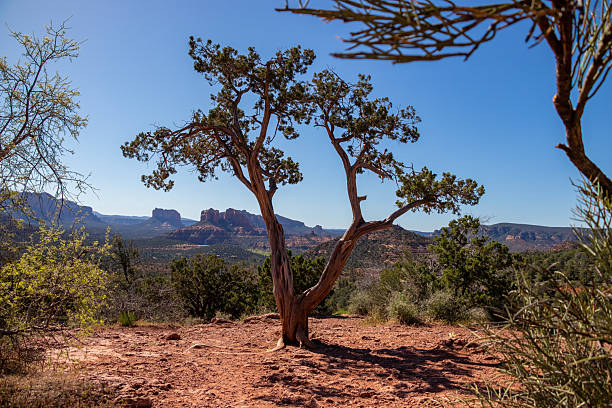 A twisted juniper tree grows on red desert terrain with Sedona’s iconic red rock formations visible in the background under a clear blue sky.