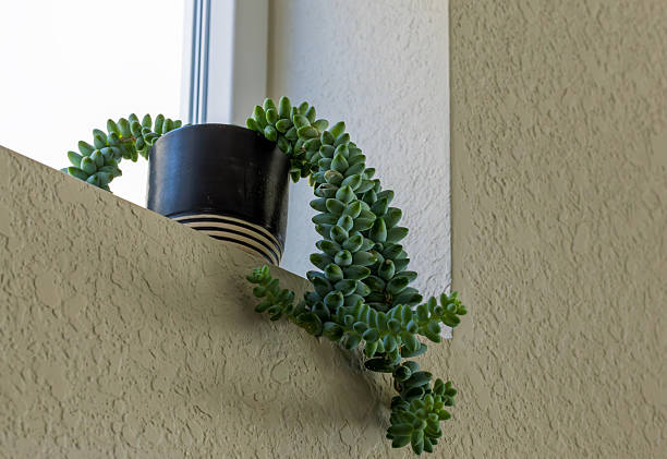 Green plant on a windowsill in a modern home. Donkey's Tail or Burro's Tail (Sedum morganianum). Close-up, selective focus.