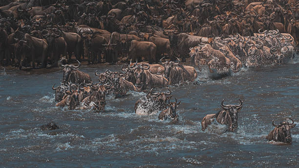 istock Massive Wildebeest Herd Crossing the Mara River, Kenya. 2257260000