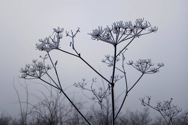 A branch of a bush with dry fruits covered with hoarfrost on a cold and foggy winter day. The photo is suitable for background, posters,wallpapers or magazines.\nCanon EOS R5 II, 1/320, f/5, 35 mm.
