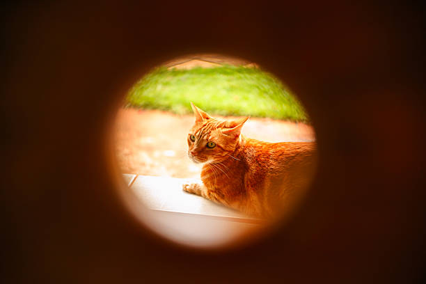 A curious ginger cat framed by a hole in a wooden chair, creating a unique perspective of the pet.