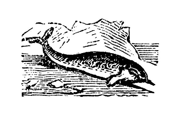 Narwhal, showcasing the Arctic whale's distinctive long spiral tusk and streamlined body in a marine setting, old vintage illustration, 1897.