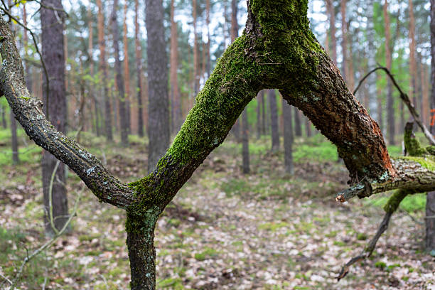A close-up view of a moss-covered branch shows intricate details against the backdrop of a serene forest. Soft greens and browns create a calm atmosphere typical of early spring.
