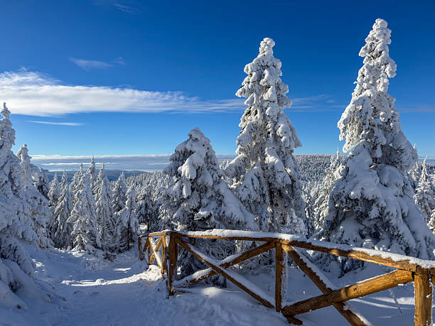 Snow-covered conifer trees coated with thick hoarfrost in a winter forest landscape. Clear deep blue sky contrasts with bright white snow, creating a peaceful and pristine winter scene. Ideal for concepts related to winter, cold weather, frost, nature, climate, silence, and outdoor scenery.