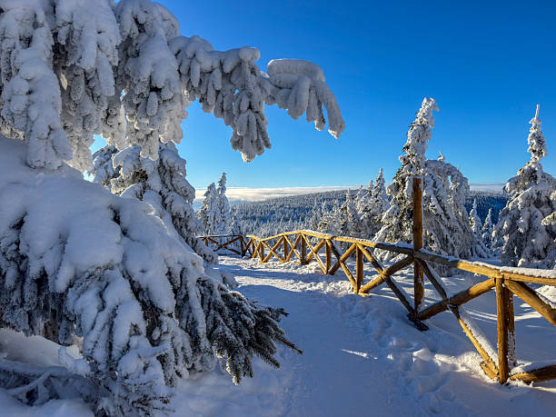 Snow-covered conifer trees coated with thick hoarfrost in a winter forest landscape. Clear deep blue sky contrasts with bright white snow, creating a peaceful and pristine winter scene. Ideal for concepts related to winter, cold weather, frost, nature, climate, silence, and outdoor scenery.