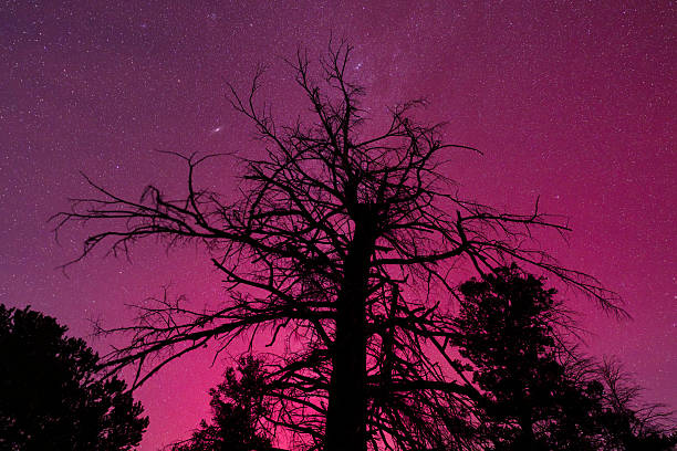 Intense red aurora borealis lights the night sky above dark forest silhouettes and distant hills. Caused by charged solar particles interacting with Earth’s magnetic field, auroral displays create vivid atmospheric color and dramatic nighttime landscapes. This image represents natural phenomena, space weather, cosmic energy, and the beauty of the night sky in a remote, tranquil environment.