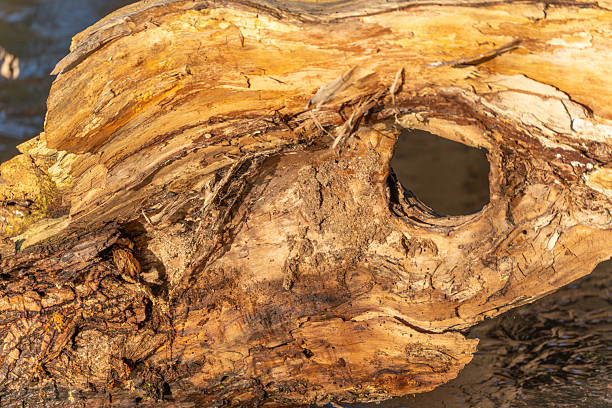 A piece of wood with a hole in it. The hole is small and round. The wood is brown and has a rough texture