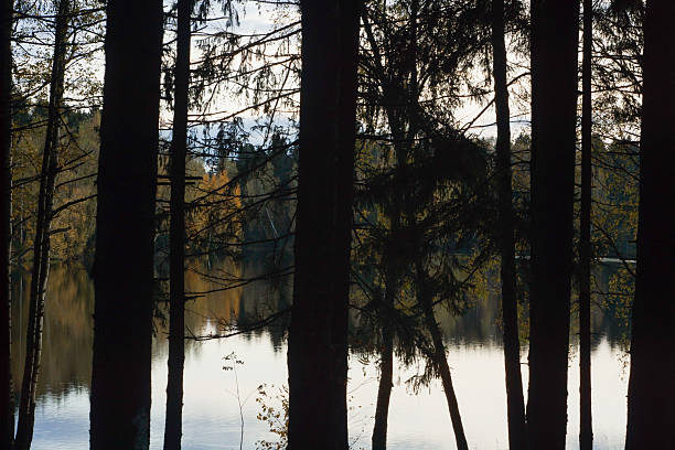 Forest trees are reflected in a lake