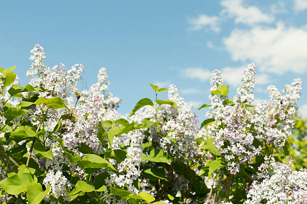 Spring blooming lilac flowers on sky background