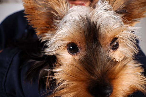 Studio shot of smiling man holding his dog. Man holding and embracing a small dog showing affection and a strong pet owner bond