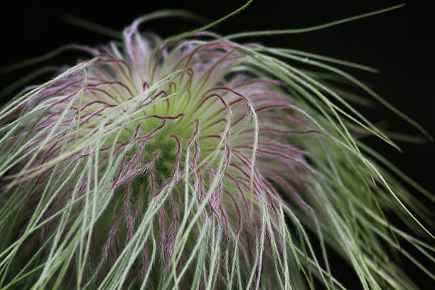 Extreme close-up of the silky seed head of alpine anemone (Anemone alpina), highlighting the fine feathery achenes used for wind dispersal. The image emphasizes botanical texture, natural patterns, and plant adaptation in alpine environments.