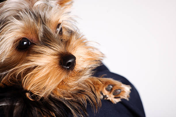 Studio shot of smiling man holding his dog. Man holding and embracing a small dog showing affection and a strong pet owner bond