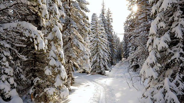 View down trail to intersection on snowy winter day in forest, Crowsnest Pass, Alberta