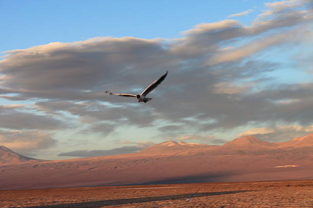 rear view on male tourist taking photo of Valle de la Luna in Atacama desert in Chile