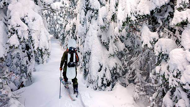 Backcountry skier carries snowboard through forest on deep, snow day, Crowsnest Pass, Alberta